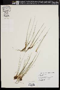 Eleocharis erythropoda image