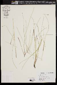 Eleocharis fallax image