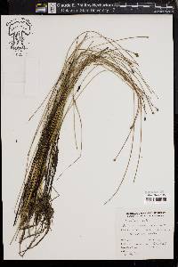 Eleocharis fallax image