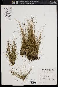 Eleocharis microcarpa image