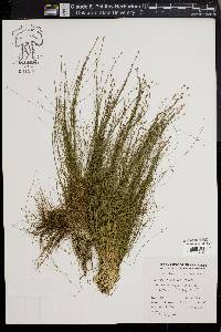 Eleocharis microcarpa image