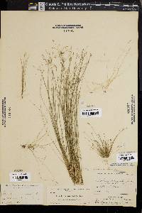 Eleocharis microcarpa image