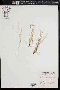 Eleocharis microcarpa image