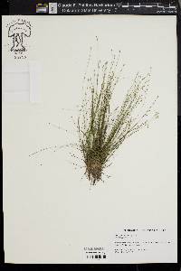 Eleocharis microcarpa image