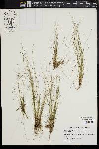 Eleocharis microcarpa image