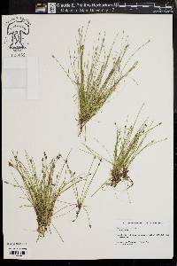 Eleocharis olivacea image