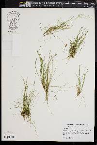 Eleocharis olivacea image