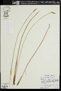 Eleocharis quadrangulata image