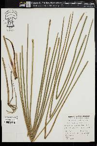 Eleocharis quadrangulata image