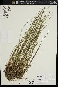 Eleocharis robbinsii image