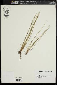 Eleocharis robbinsii image