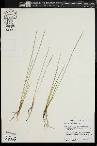 Eleocharis robbinsii image