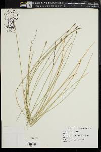 Eleocharis rostellata image