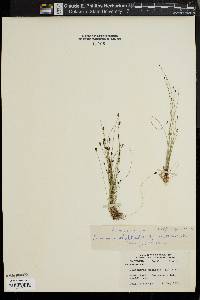 Eleocharis tenuis image