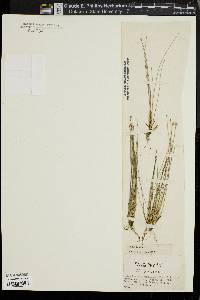 Eleocharis tuberculosa image