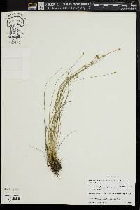 Eleocharis tuberculosa image