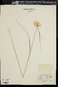 Eriophorum virginicum image