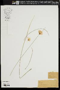 Eriophorum virginicum image