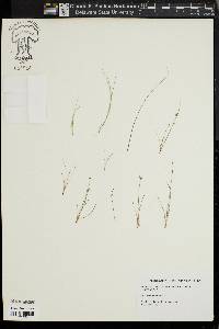 Fimbristylis annua image