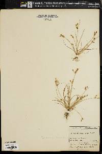 Fimbristylis annua image