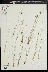 Fimbristylis annua image