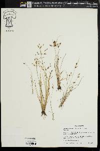 Fimbristylis annua image