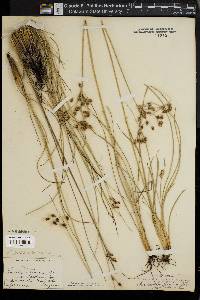 Fimbristylis puberula image