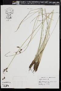 Fimbristylis castanea image