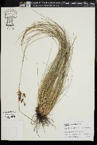 Fimbristylis castanea image