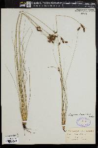 Fimbristylis castanea image