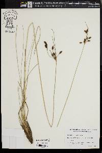 Fimbristylis castanea image