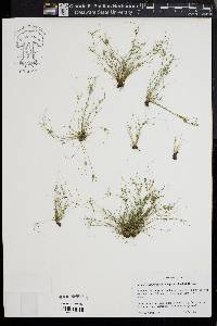 Fimbristylis perpusilla image