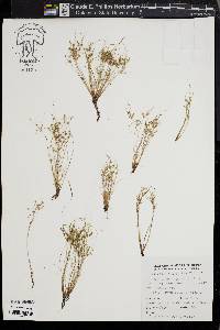 Fimbristylis perpusilla image