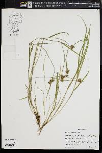 Fuirena squarrosa image