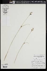 Rhynchospora globularis image