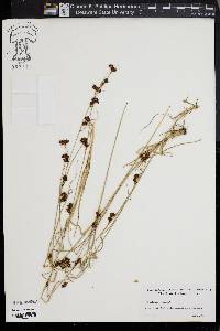 Rhynchospora glomerata image