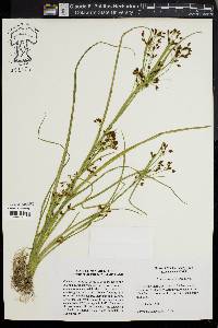 Psilocarya scirpoides image