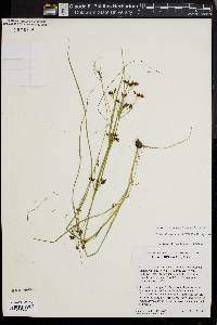 Rhynchospora scirpoides image