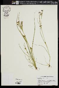 Rhynchospora scirpoides image