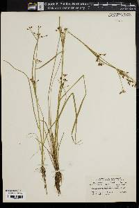 Rhynchospora scirpoides image