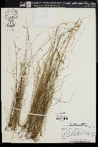 Rhynchospora torreyana image