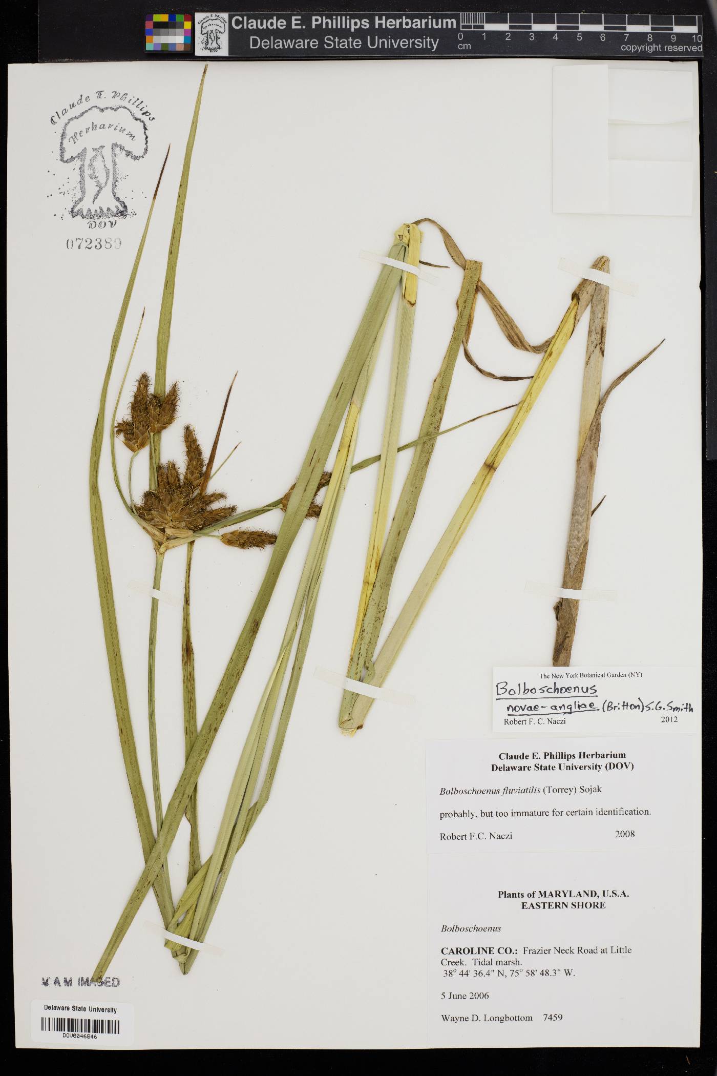 Bolboschoenus novae-angliae image