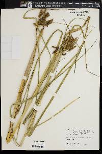 Scirpus cylindricus image