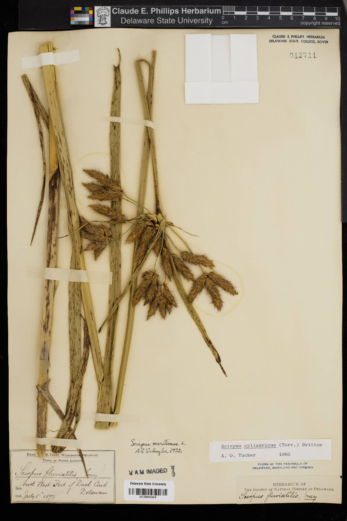 Scirpus cylindricus image