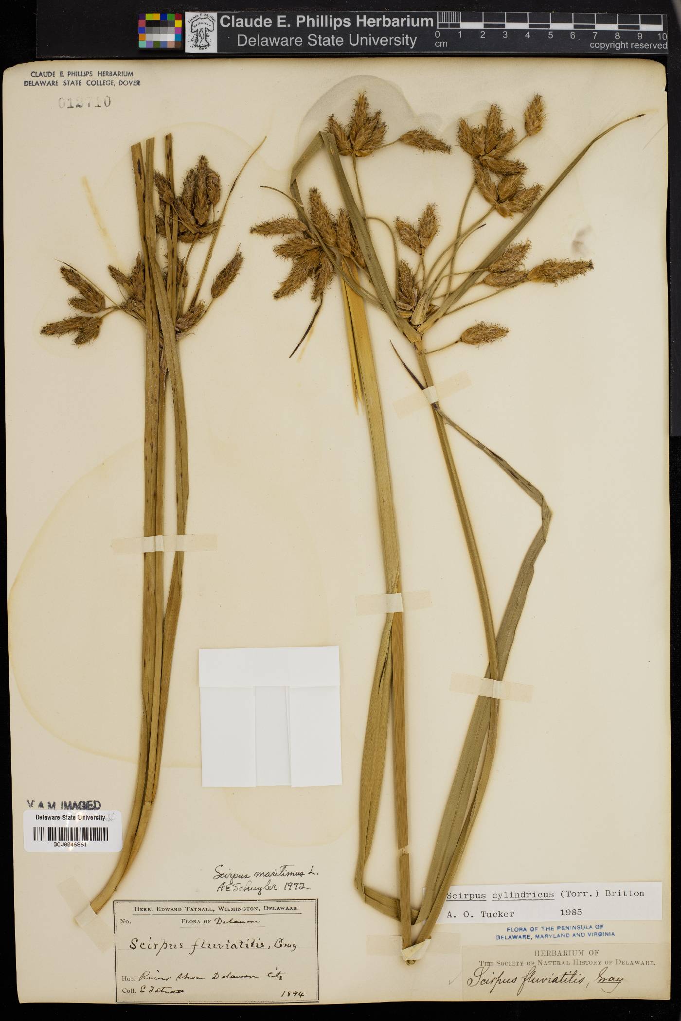 Scirpus cylindricus image