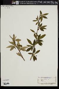 Cotoneaster henryanus image