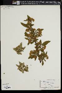 Cotoneaster henryanus image