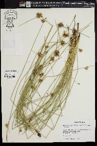 Schoenoplectiella purshiana image