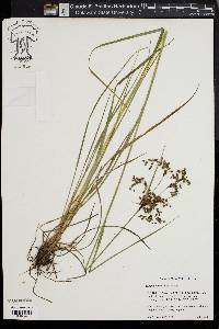 Scirpus atrocinctus image