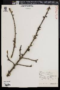 Prunus persica image